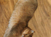 Stunning Golden Scottish fold straight boy needs special love family