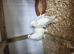 Selling Up fancy pigeons