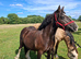 14hh companion mare