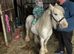 Gypsy cob