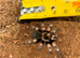 Mexican Red Knee Taratntula