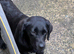 Beautiful female Labrador