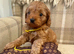 Stunning health tested F1 TOY cavapoos