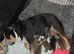English Bulldog Pups (Price Reduced)
