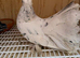 Indian Fantail