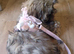 Beautiful female puppy