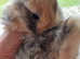 Mini lop baby bunnies-extremely well handled