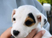 Jack russel pup