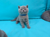 Beautiful British shorthair kittens