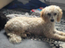 Female miniature poodle