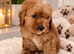 Pedigree ShowLine cavapoo boy