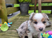 Beardie border x pups blue merle & tri colour male & female ready to leave 15th july