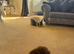 Teacup red poodle