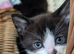British Blue x kittens, flead/wormed/litter trained/socialised/ From £80