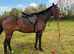 16.2 TB gelding