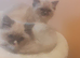 Ragdoll kittens