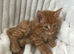 Cute ginger kitten