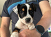 British bulldog cross only 2 boys left