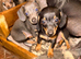 Stunning chiweenie puppies.....