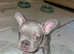 French bulldogs