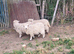Devon and Cornwall longwool ewe lambs