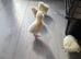 Chicks