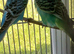 Pair of young cocks