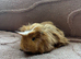 Two Male Coronet Guinea Pigs