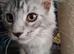 Male kittens ready to leave shortly