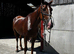 Oscar 16.2hh ISH GELDING ALL ROUNDER EASY PROJECT