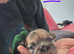 French bulldog tzu