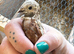 Chinese painted quails (Buttons)