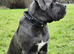 Beautiful cane-corso puppies