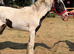 Cob gelding yearling