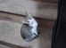 6mth old cats rescued