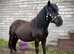Registered Shetland Gelding