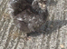 Brahmas,Pekin bantams and USA silkies available