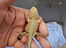 Baby bearded dragon babies and more ( Rescue ) Widnes Read details