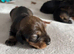 Teckel puppies