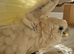 Cockatoo 15 weeks old supper tame female dna