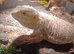 Bearded dragon and full set up