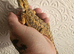 Baby Bearded Dragon