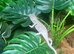 Sambava Panther Chameleon at Birmingham Reptiles