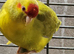 Kakarikis for sale