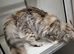 Female maine coon