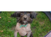 Hairless Chinese crested girl