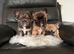 French fluffys and one big rope