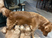 Stunning golden retriever puppies for sale
