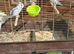 Two Albino Cockatiels