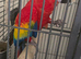 Scarlet macaw